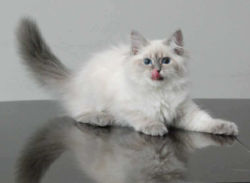 Agata Siberian female blue tabby pointed - Full Payment - live animals