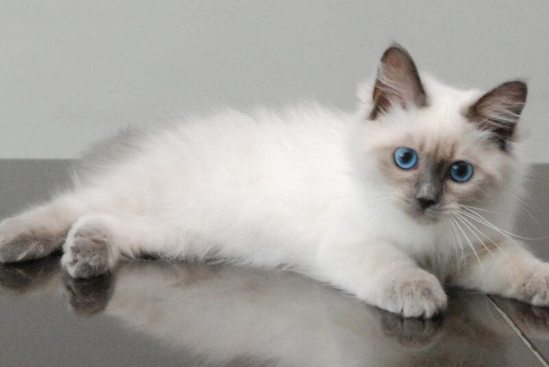 Agasha Siberian female blue pointed - live animals