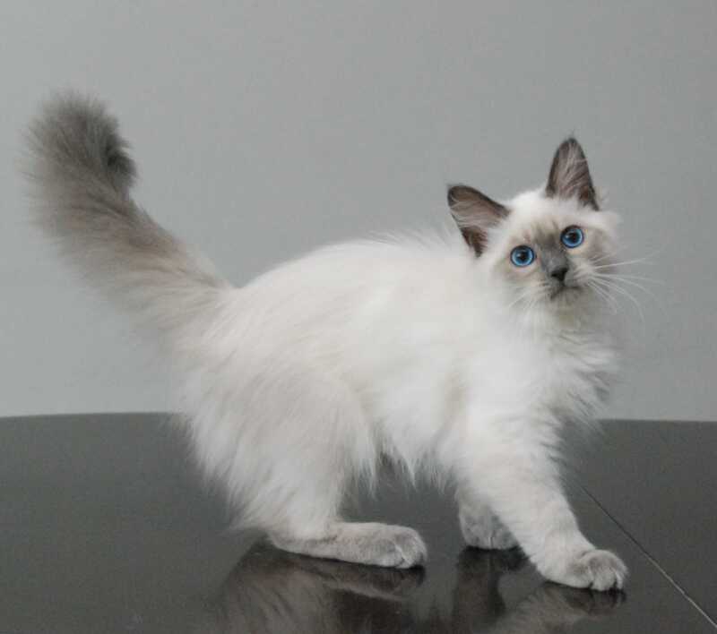 Agasha Siberian female blue pointed - live animals