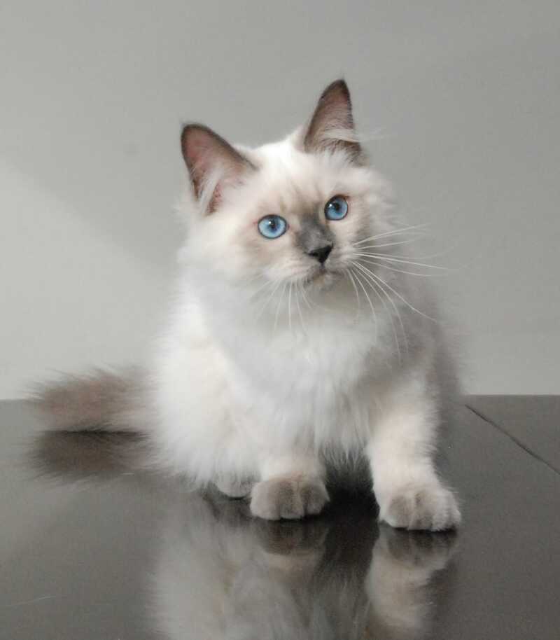Almaz Siberian male blue pointed - live animals