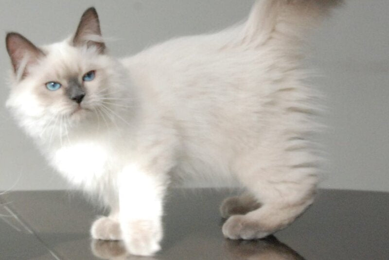 Almaz Siberian male blue pointed - live animals