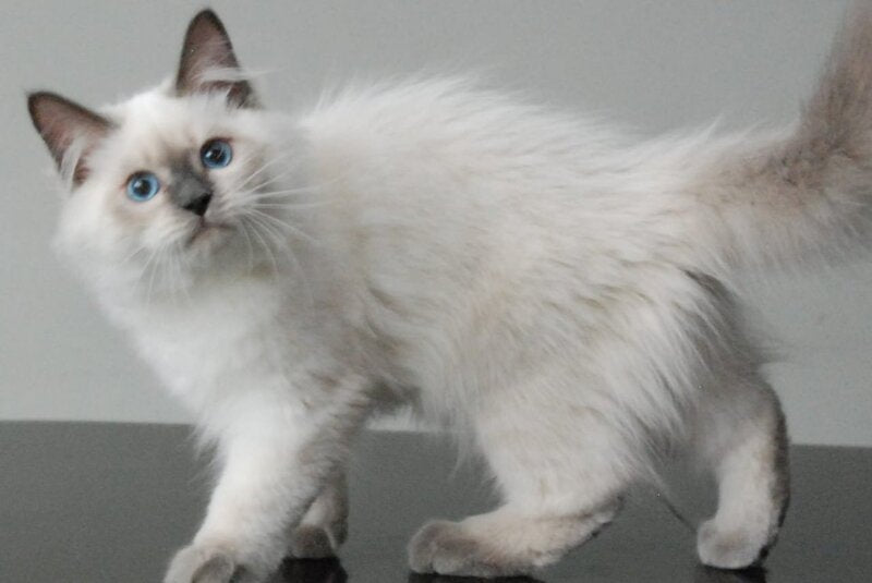 Almaz Siberian male blue pointed - live animals