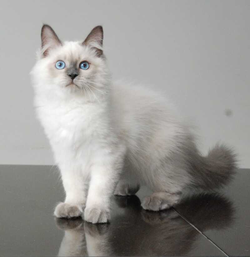 Almaz Siberian male blue pointed - live animals