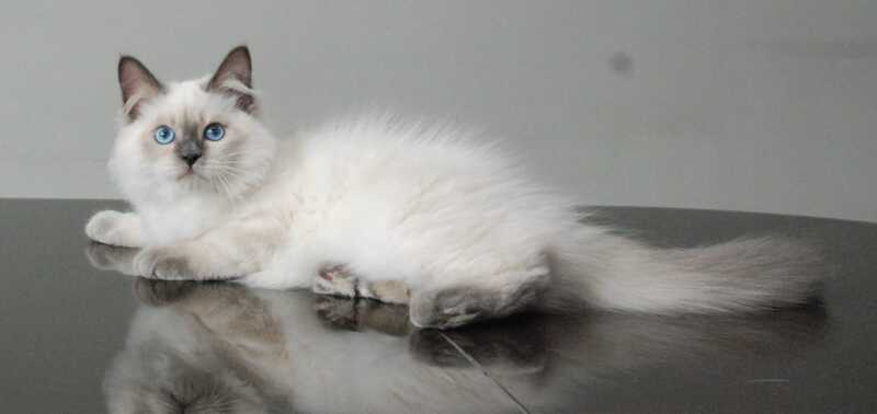 Almaz Siberian male blue pointed - live animals