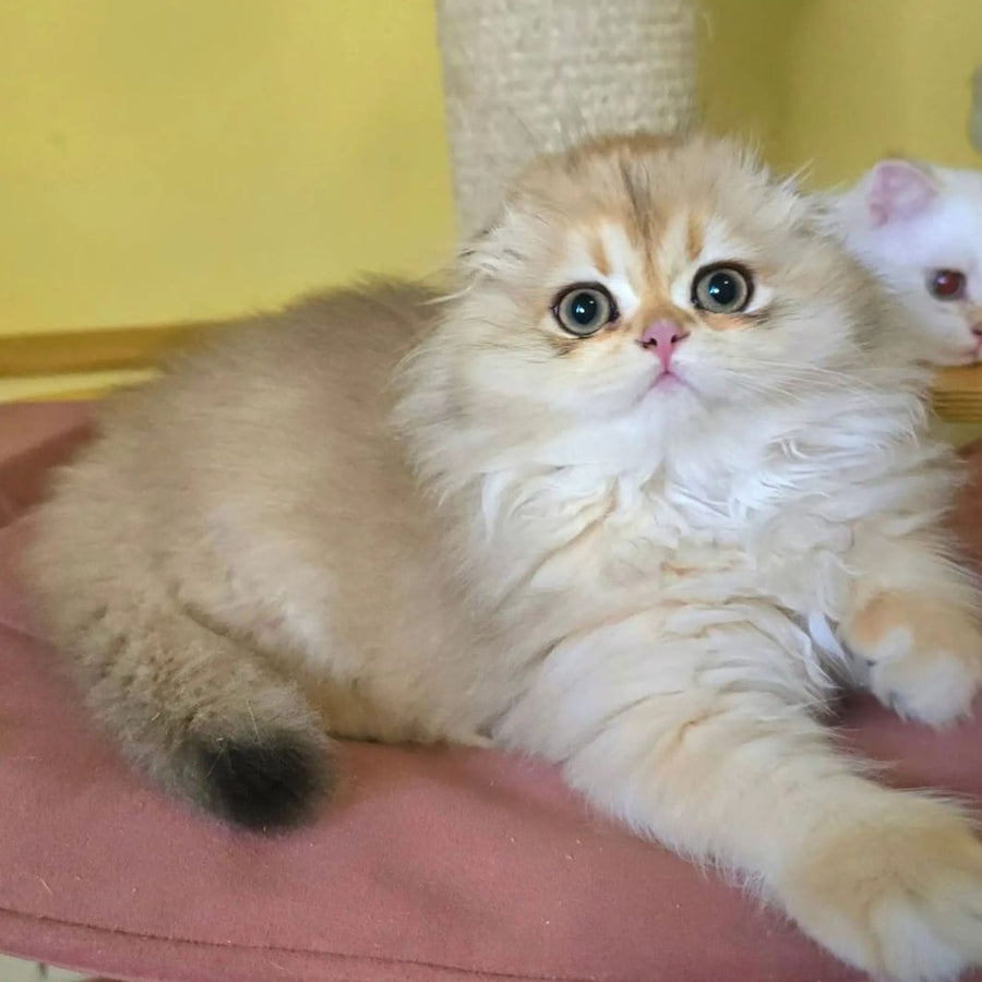 Emir Scottish Fold male, black golden shaded