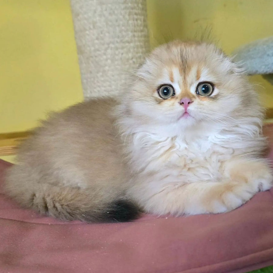 Emir Scottish Fold male, black golden shaded