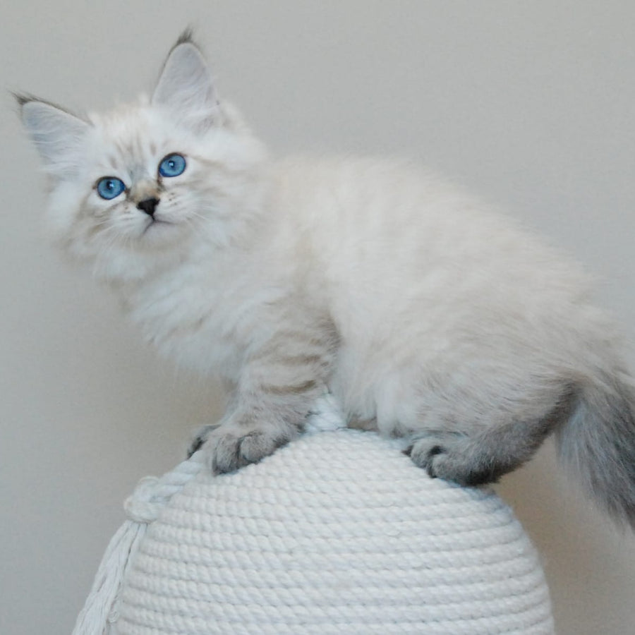 Basya Siberian female, black tabby pointed