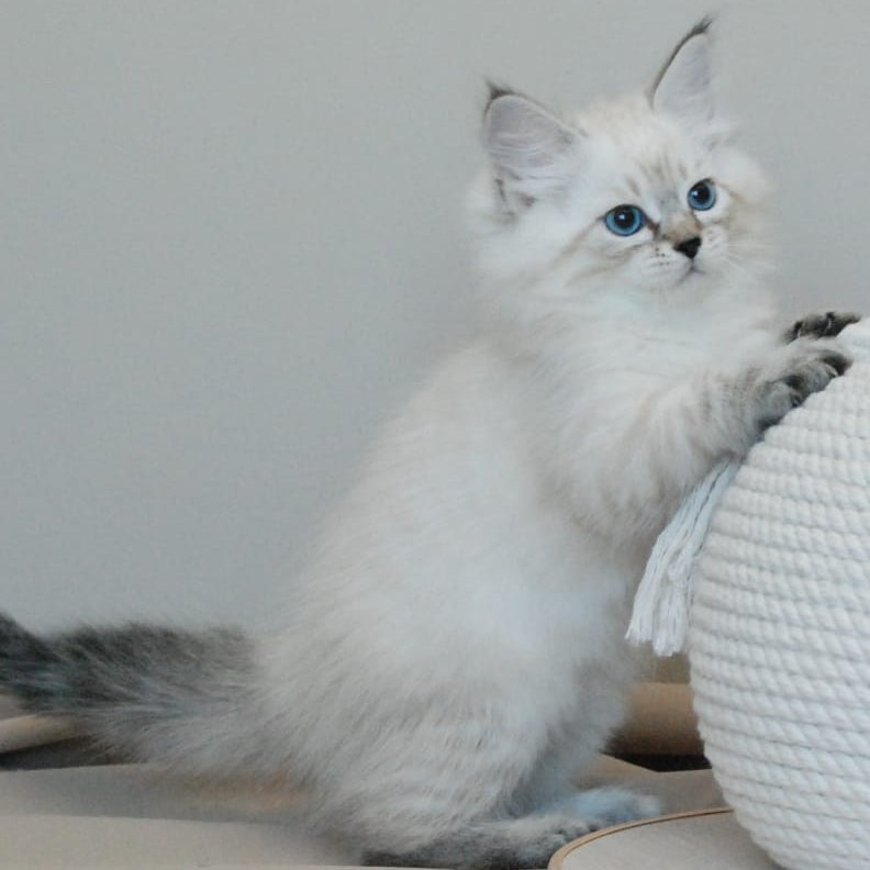 Basya Siberian female, black tabby pointed