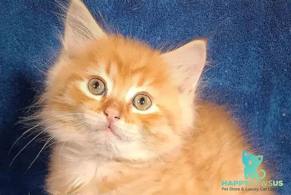 Abbu Siberian male black golden tabby - live animals