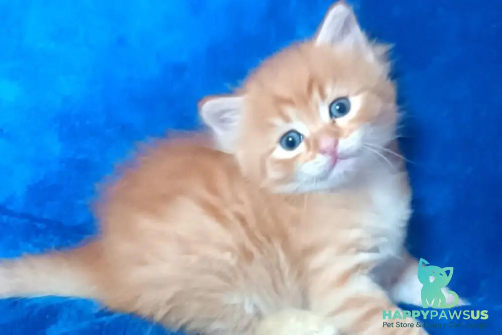 Abbu Siberian male black golden tabby - live animals