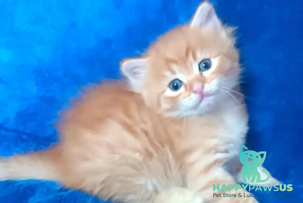 Abbu Siberian male black golden tabby - live animals