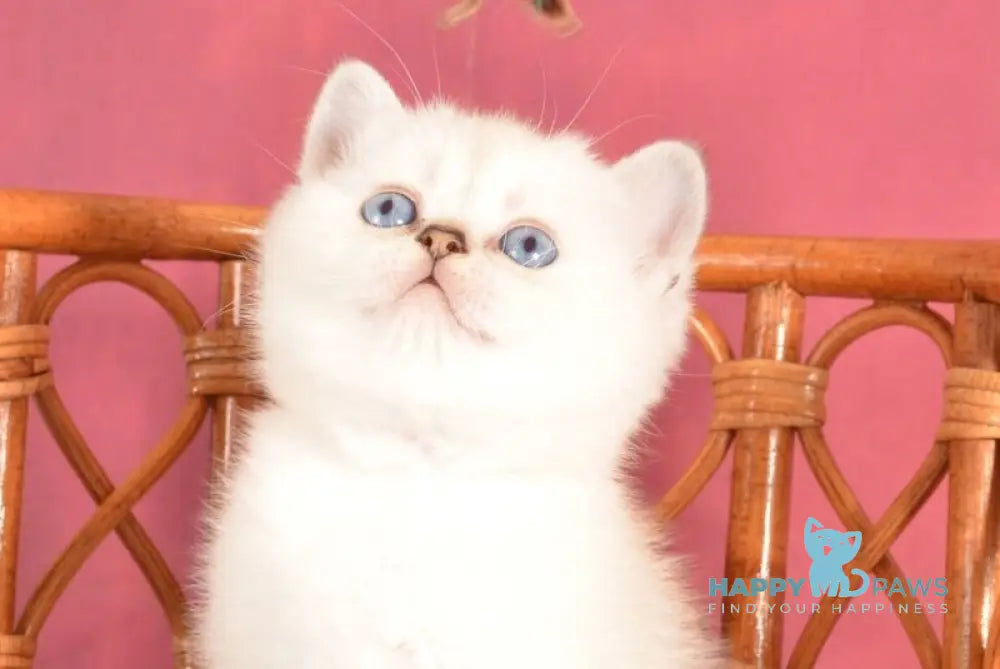 Abel Scottish Straight female chocolate golden shaded pointed live animals