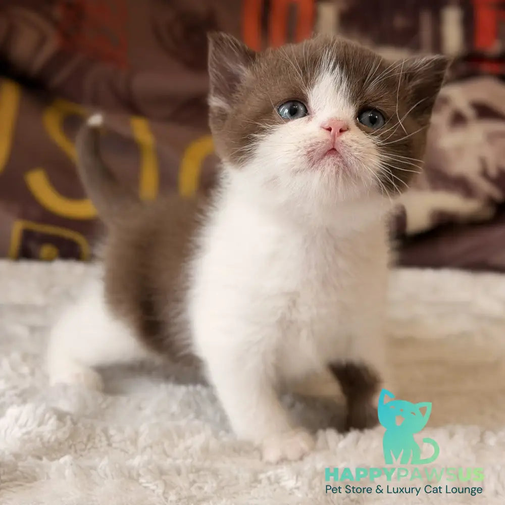 Ace British Shorthair male chocolate bicolour - live animals