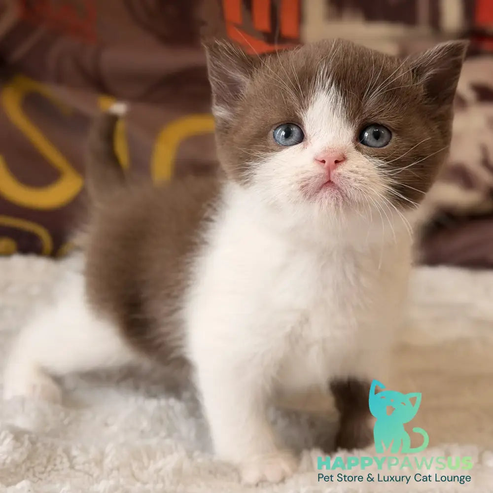 Ace British Shorthair male chocolate bicolour - live animals
