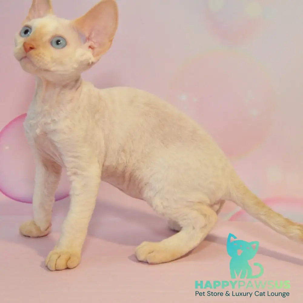 Ace Devon Rex male red pointed - live animals