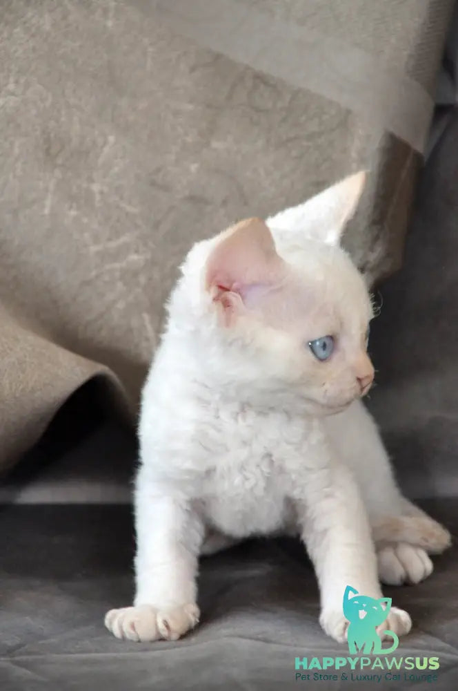 Ace Devon Rex male red pointed - live animals