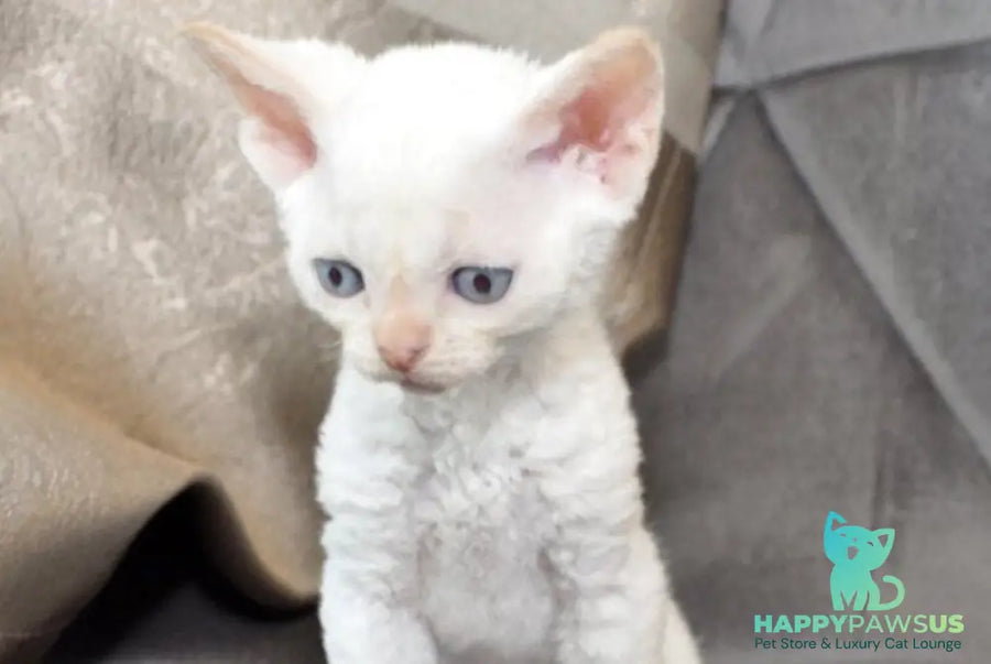 Ace Devon Rex male red pointed - live animals