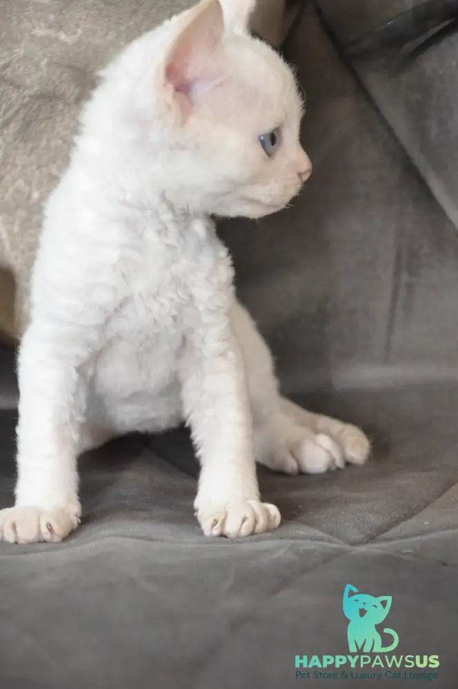 Ace Devon Rex male red pointed - live animals