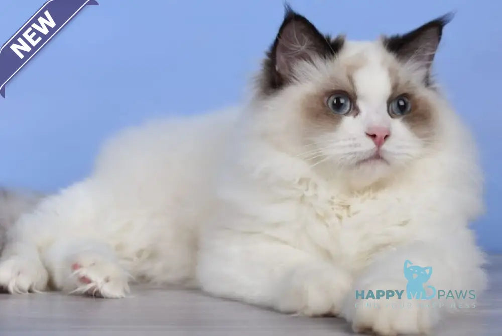 Achi Ragdoll male black bicolour live animals