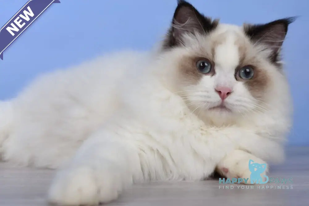 Achi Ragdoll male black bicolour live animals