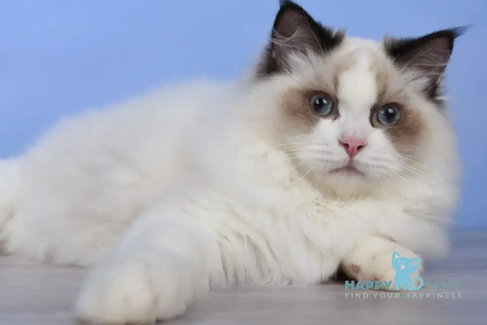 Achi Ragdoll male black bicolour live animals
