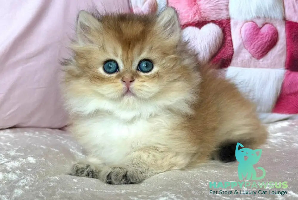 Adam British Longhair male black golden shaded - live animals