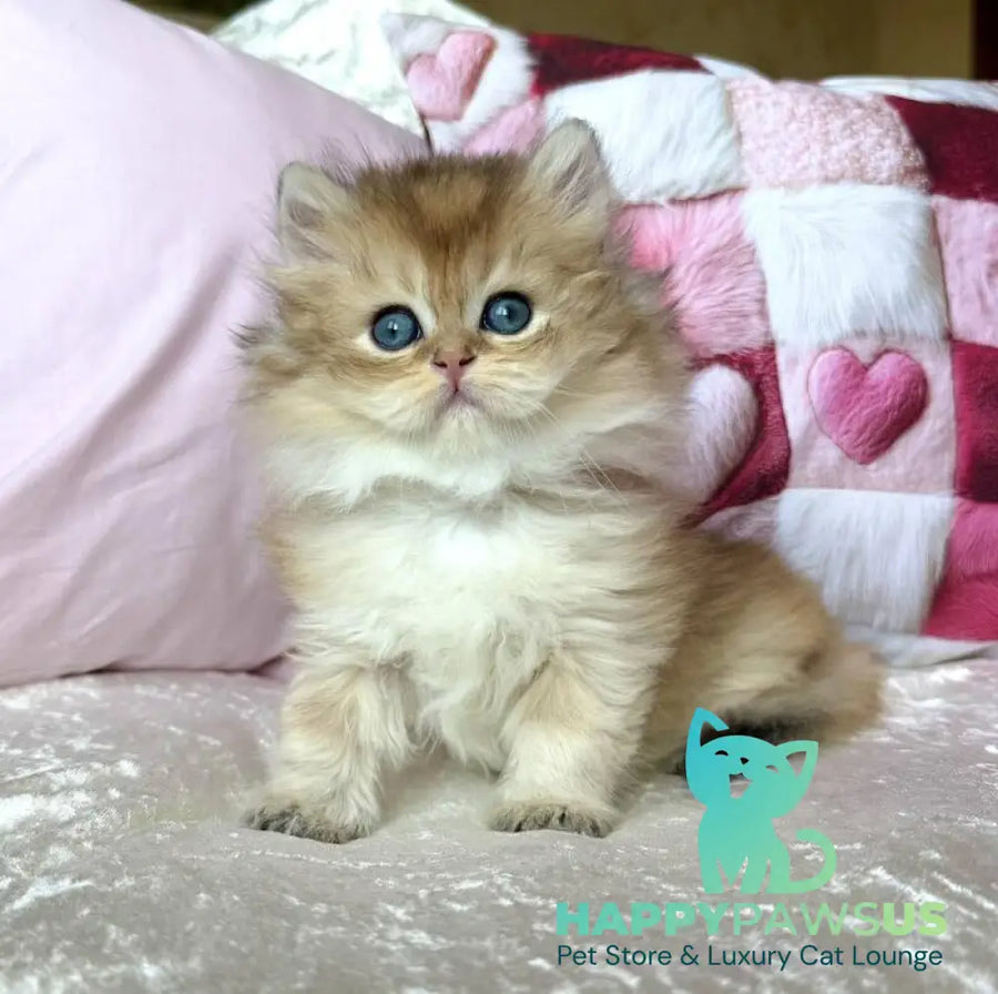 Adam British Longhair male black golden shaded - live animals