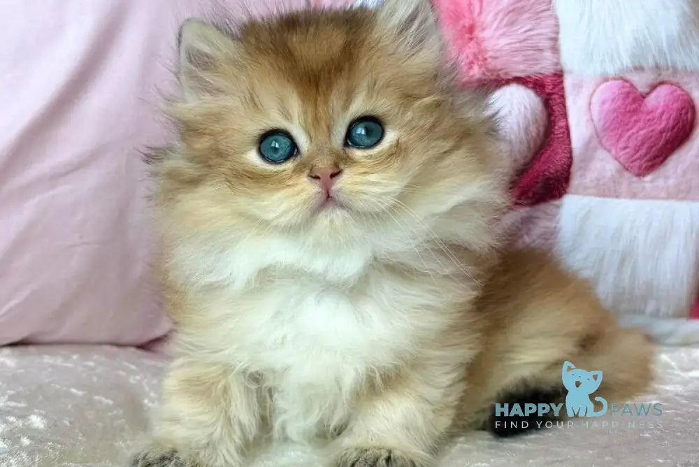 Adam British Longhair male black golden shaded - live animals