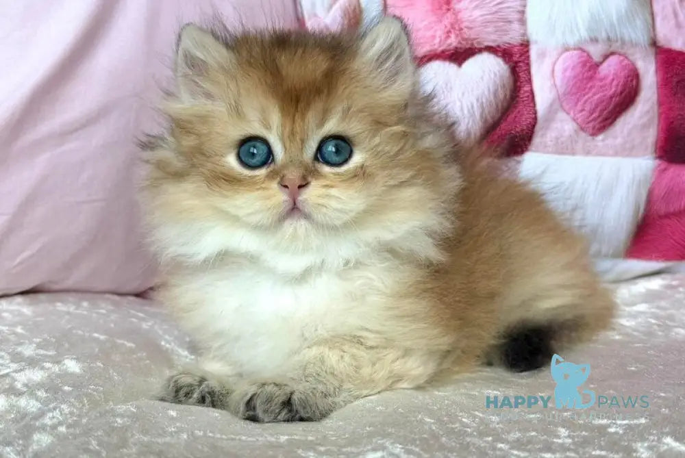 Adam British Longhair male black golden shaded - live animals