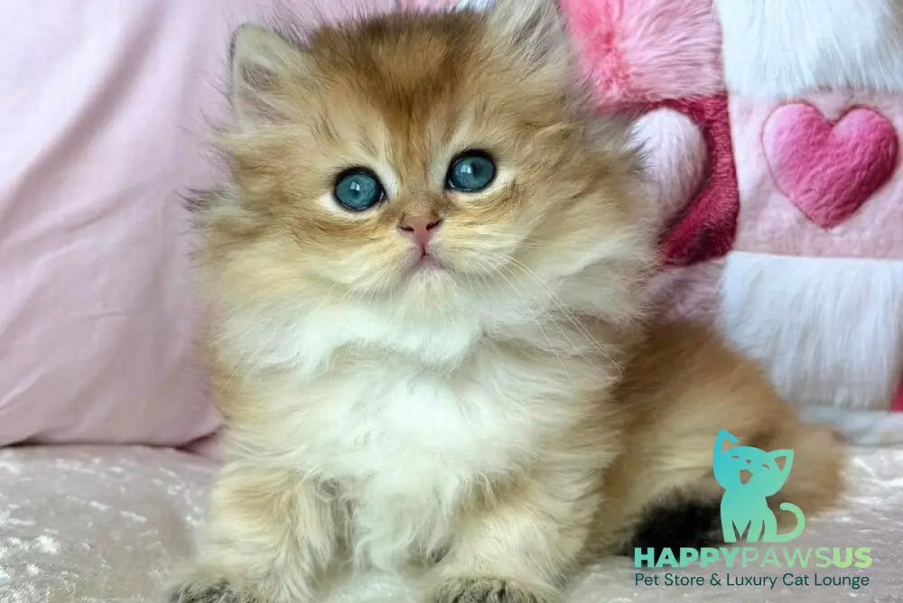 Adam British Longhair male black golden shaded - live animals