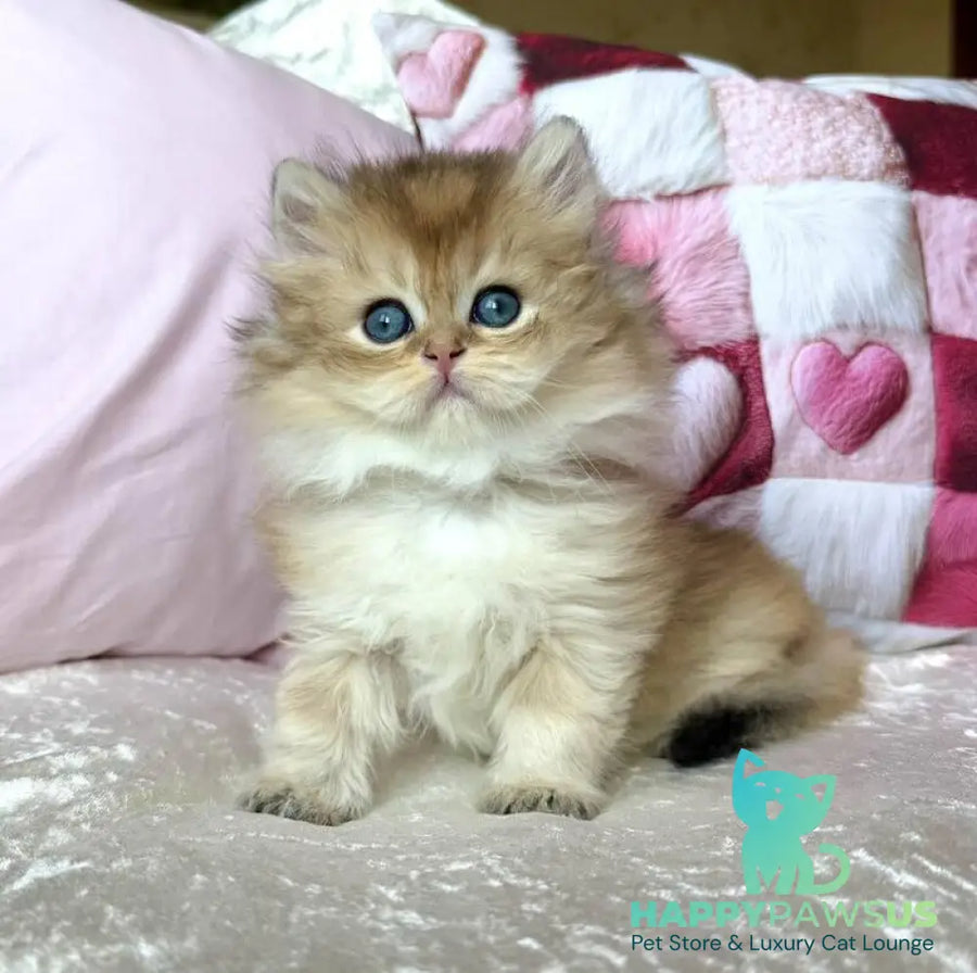 Adam British Longhair male black golden shaded - live animals