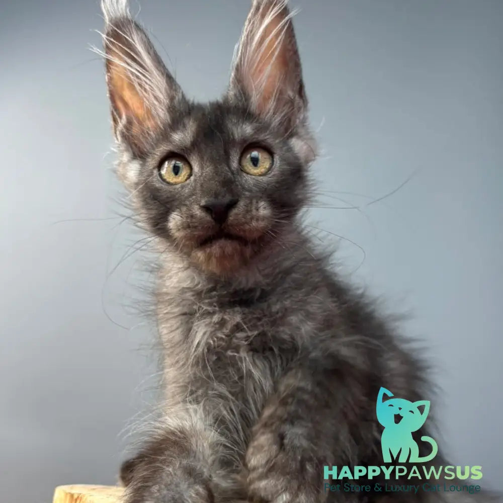 Adam Maine Coon male black silver - live animals