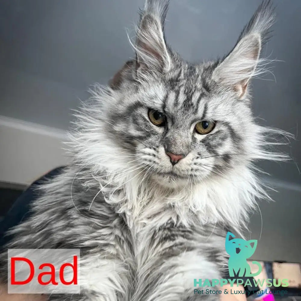 Adam Maine Coon male black silver - live animals