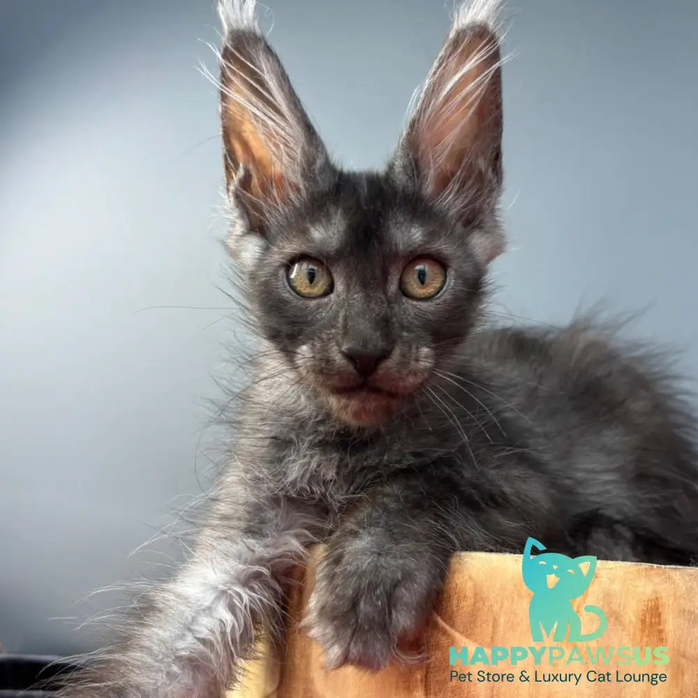 Adam Maine Coon male black silver - live animals