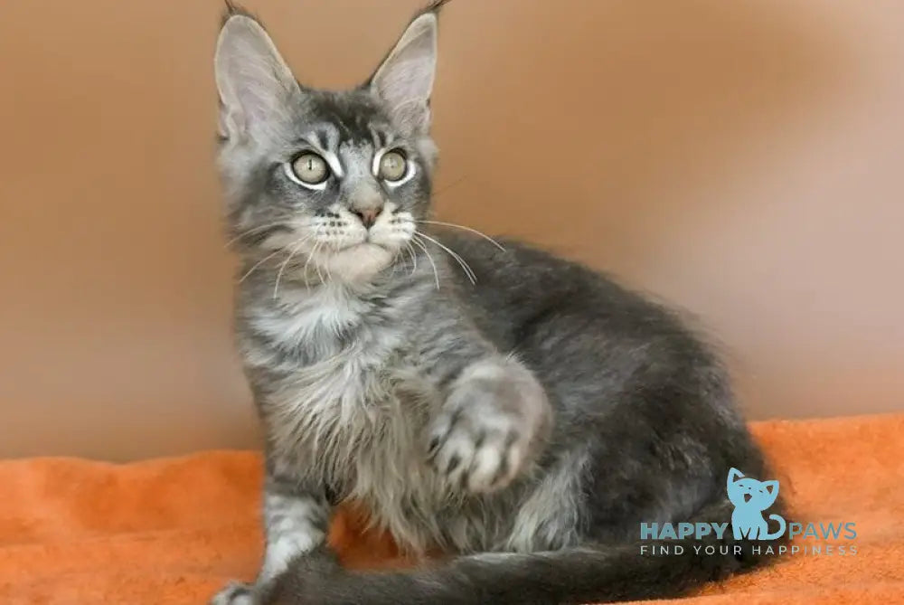 Adam Maine Coon male blue silver ticked tabby live animals