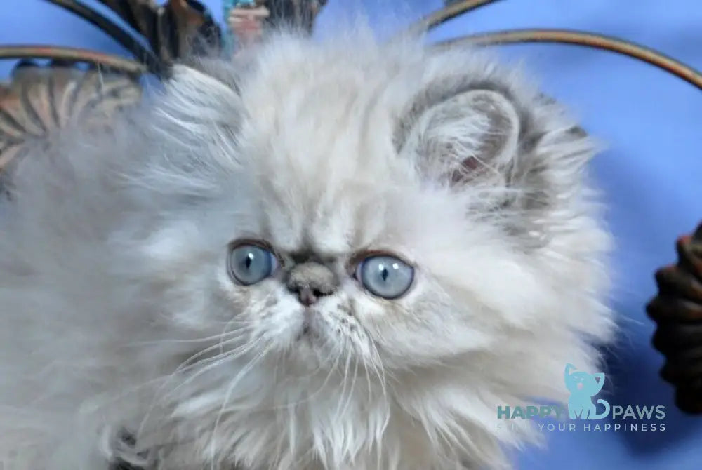 Adam Persian male seal lynx pointed live animals