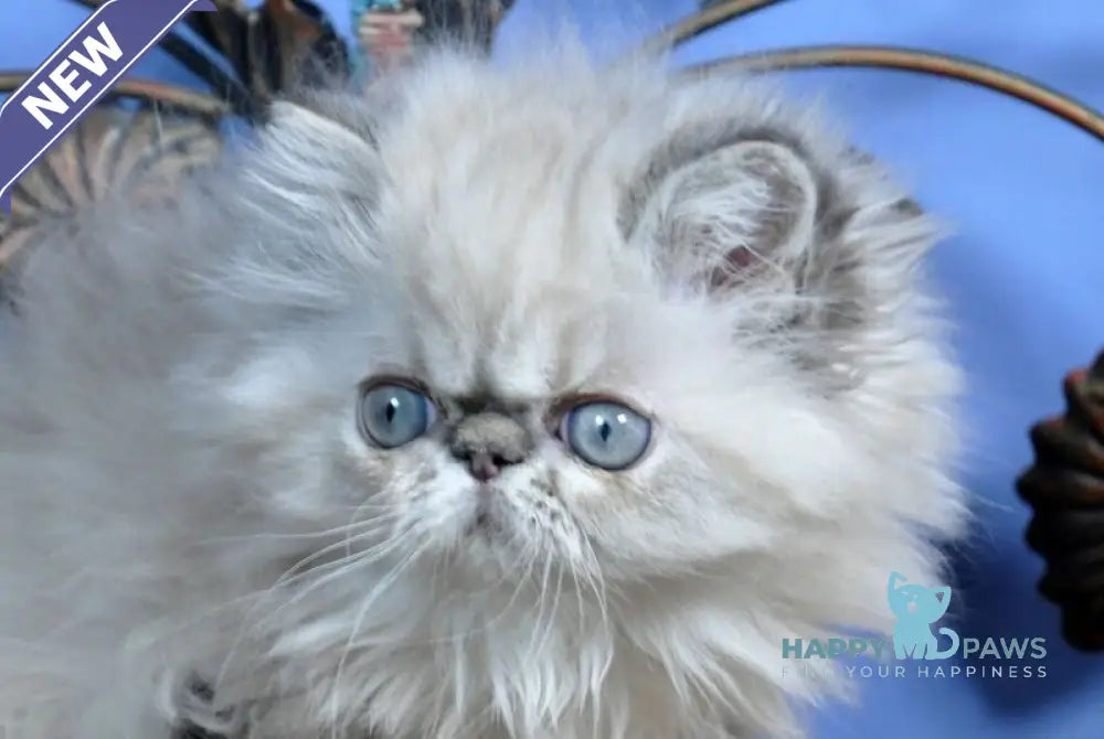 Adam Persian male seal lynx pointed live animals