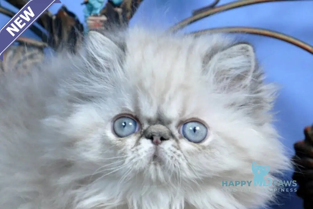 Adam Persian male seal lynx pointed live animals