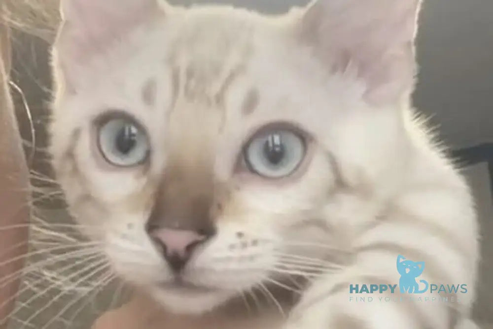 Adel Bengal female seal spotted tabby pointed live animals