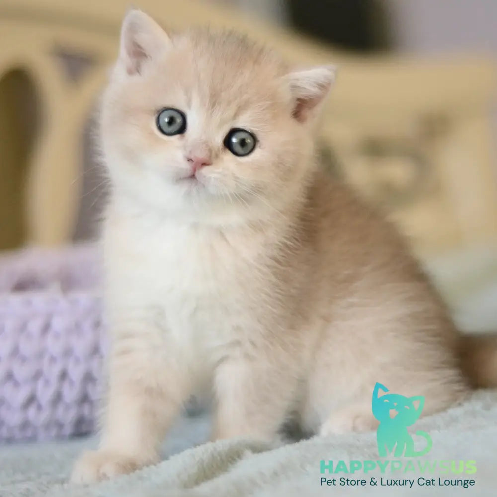 Adel British Shorthair female blue golden chinchilla - live animals