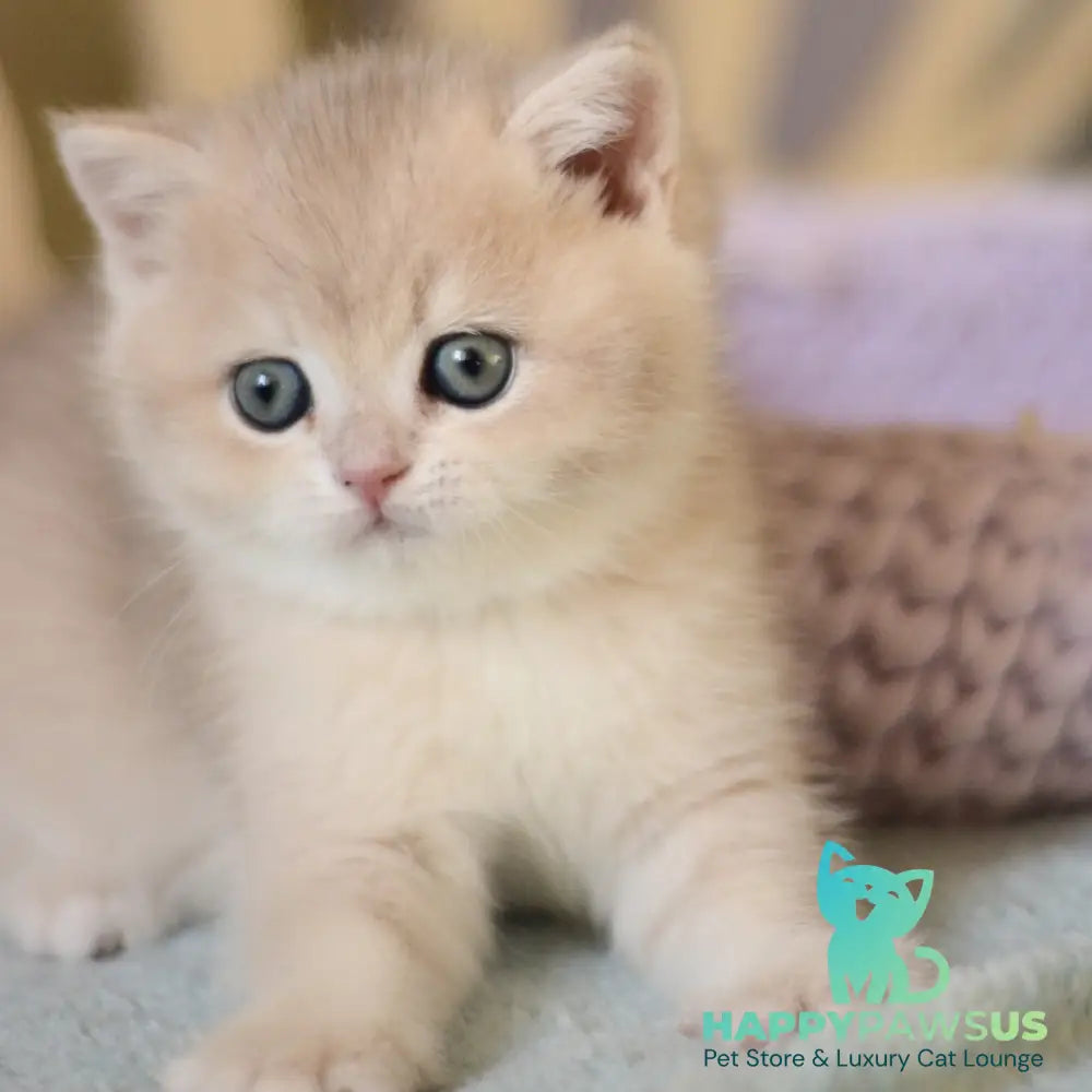 Adel British Shorthair female blue golden chinchilla - live animals
