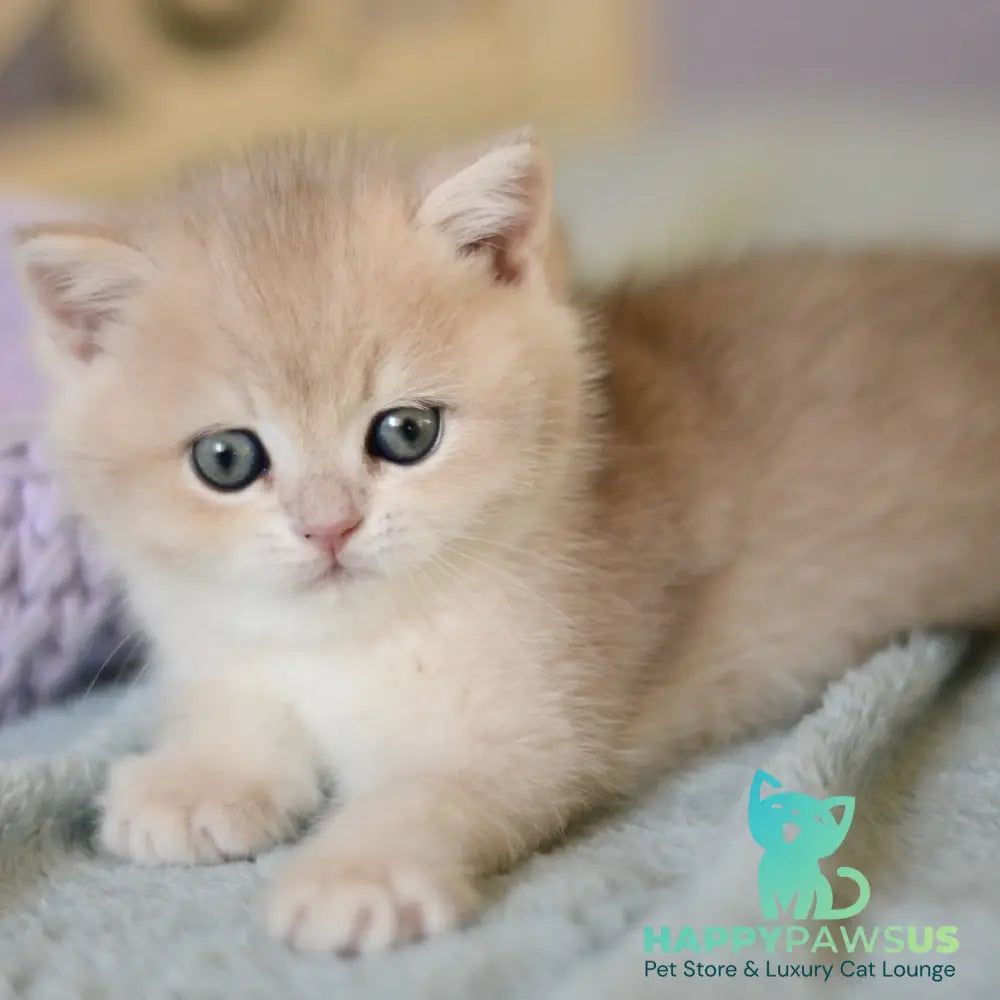 Adel British Shorthair female blue golden chinchilla - live animals
