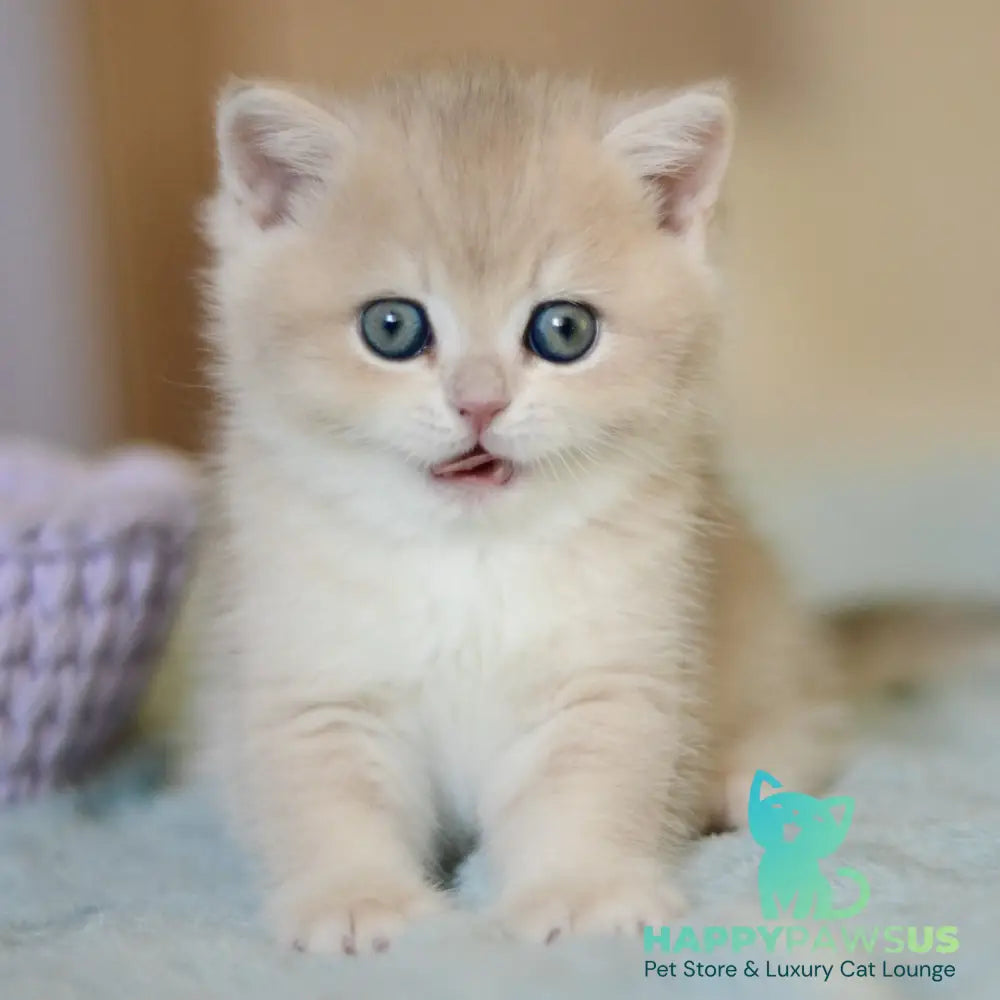 Adel British Shorthair female blue golden chinchilla - live animals