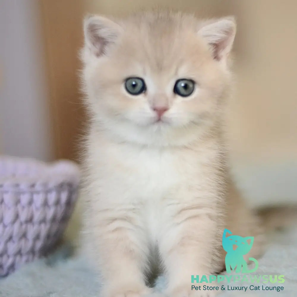 Adel British Shorthair female blue golden chinchilla - live animals