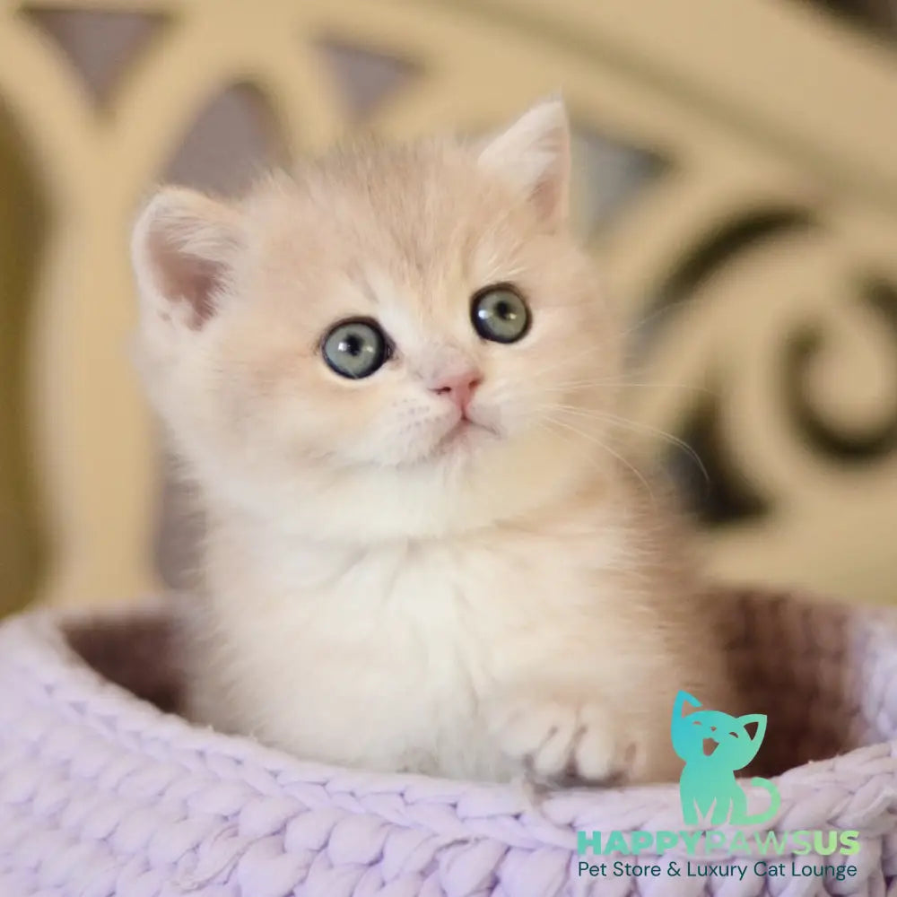 Adel British Shorthair female blue golden chinchilla - live animals