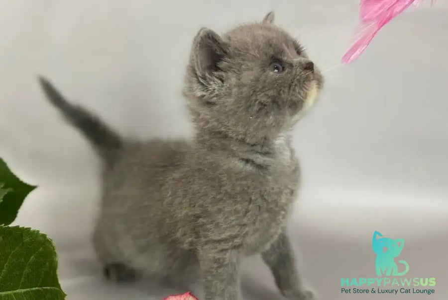 Adel British Shorthair female blue with white - live animals