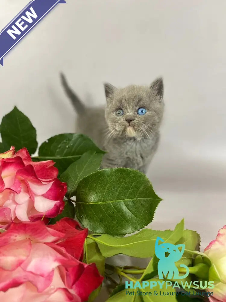 Adel British Shorthair female blue with white - live animals