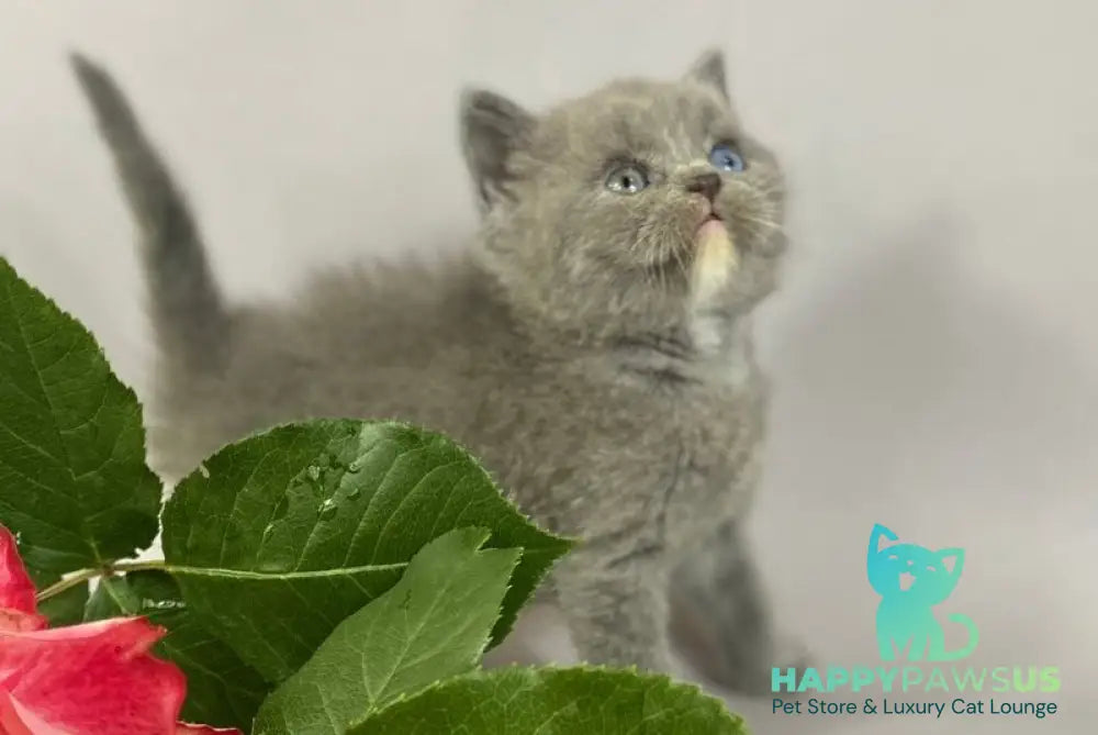 Adel British Shorthair female blue with white - live animals