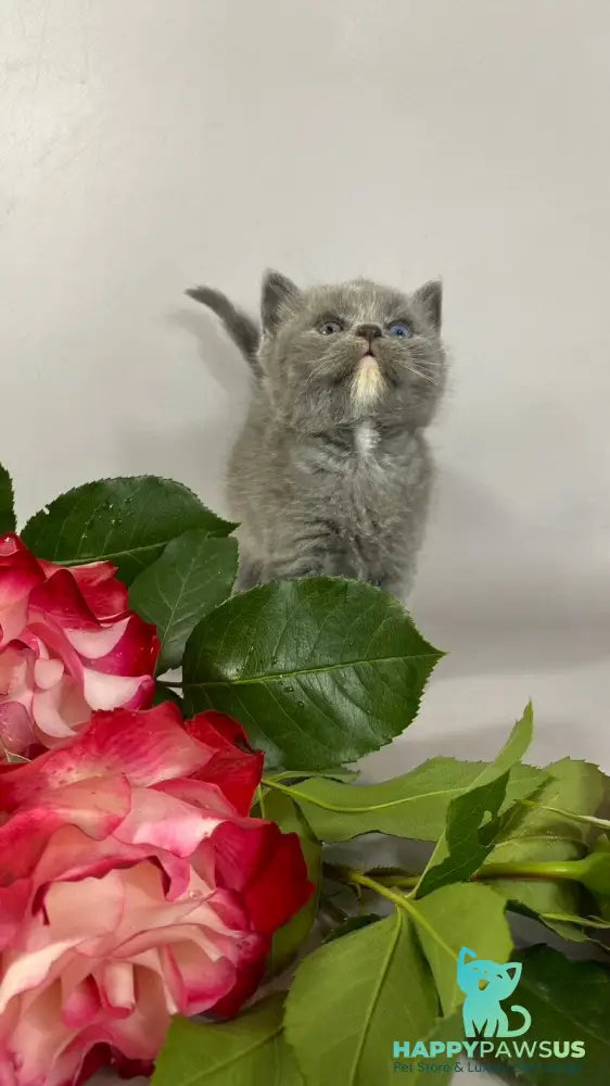 Adel British Shorthair female blue with white - live animals