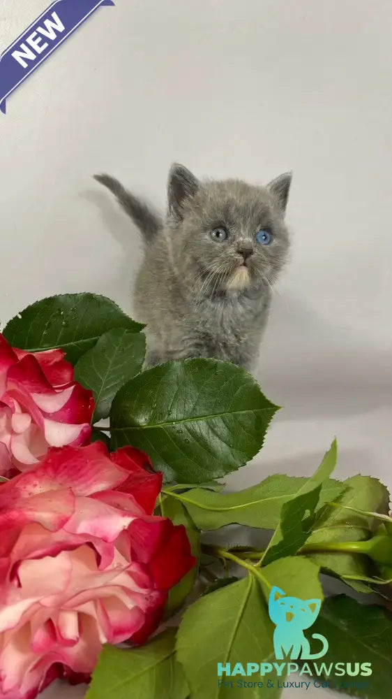 Adel British Shorthair female blue with white - live animals